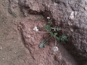 flower in rock