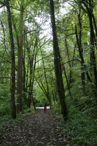 oregon tree path