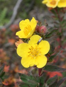 yellow-flower-(4) [1132313]