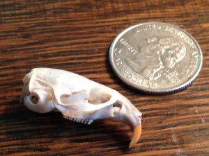 mouse skull 1