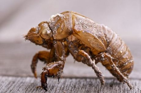 cicada exoskeleton