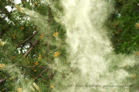 pollen 2