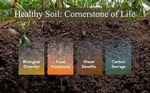 healthy soil