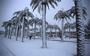 palm snow 1